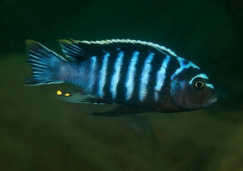 Cynotilapia aurifrons 'Chewere'